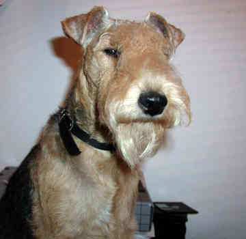 LAKELAND TERRIER